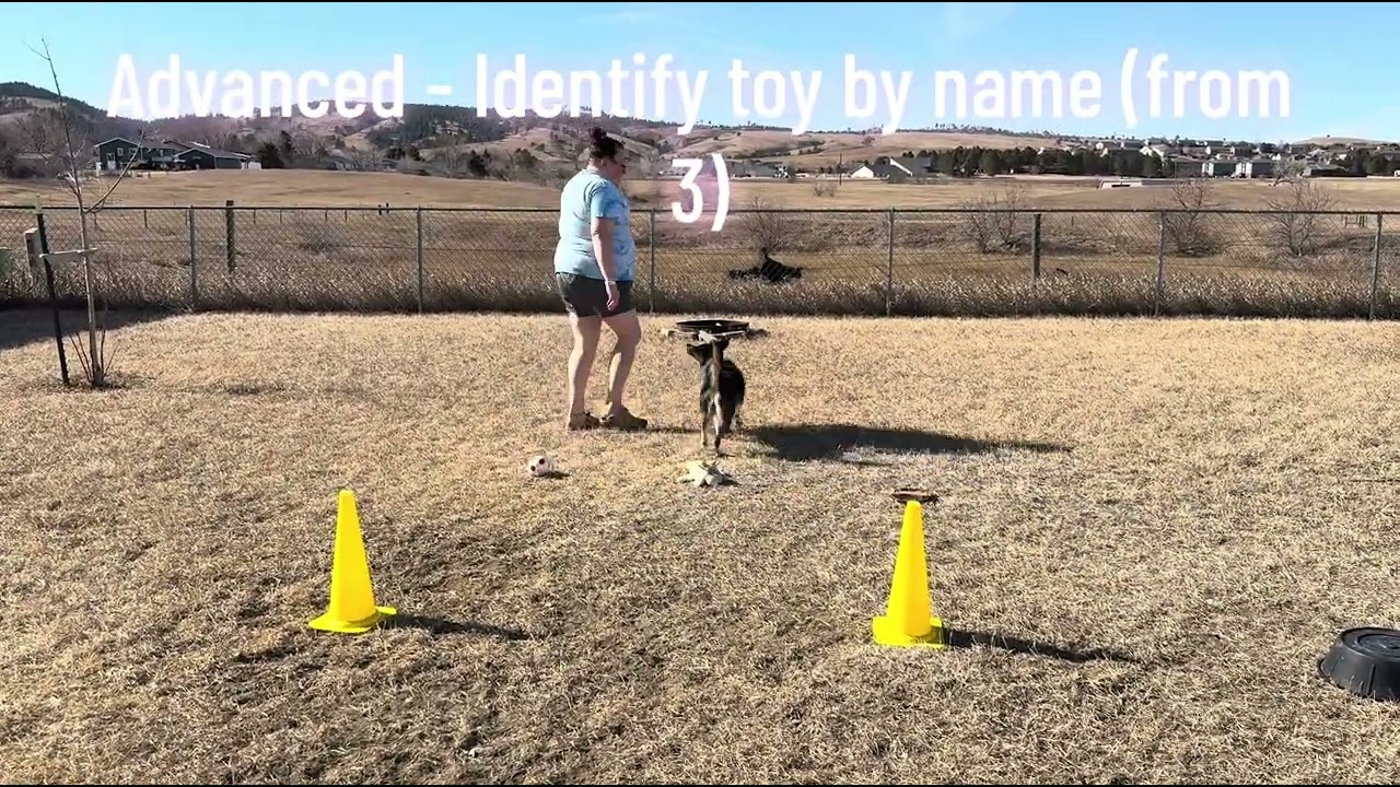 Arya | AKC Trick Dog Elite Performer | Feb 2026