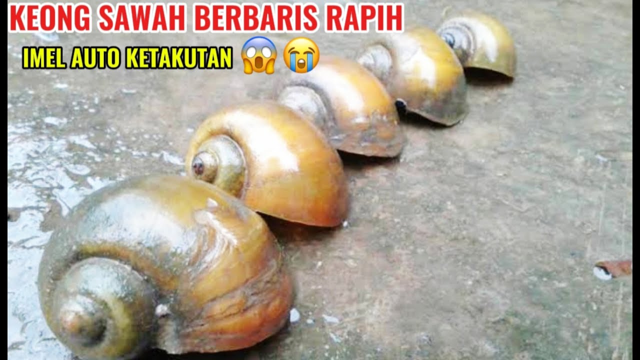 BERMAIN BERSAMA BANYAK KEONG , IMEL GAK BERANI PEGANG ,TAKUT 😱😭