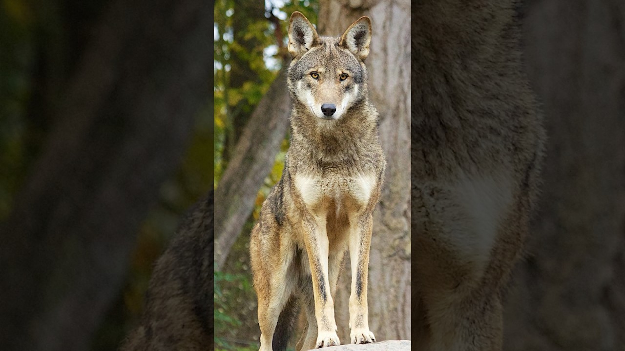 Meet: The Red Wolf