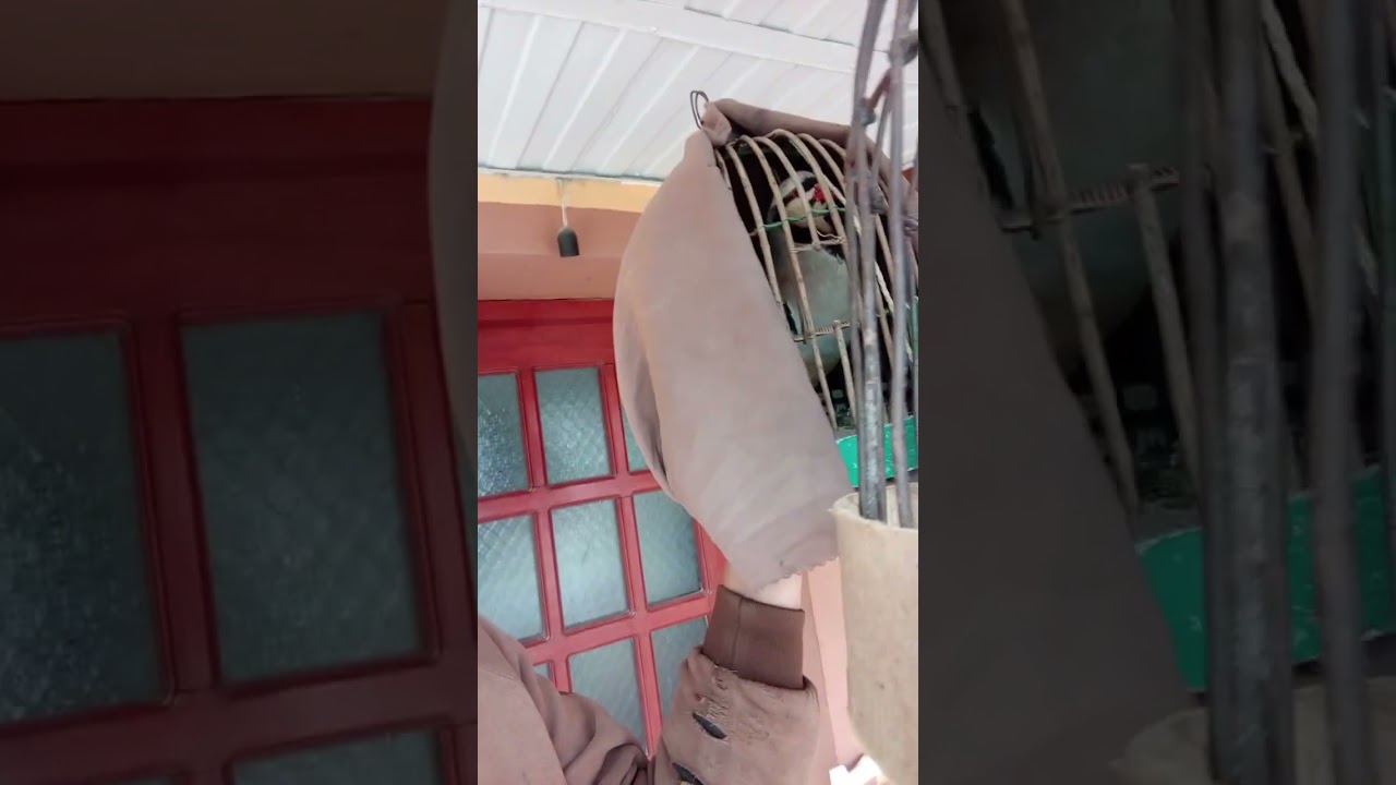 Кабк нав хушëр шудестай