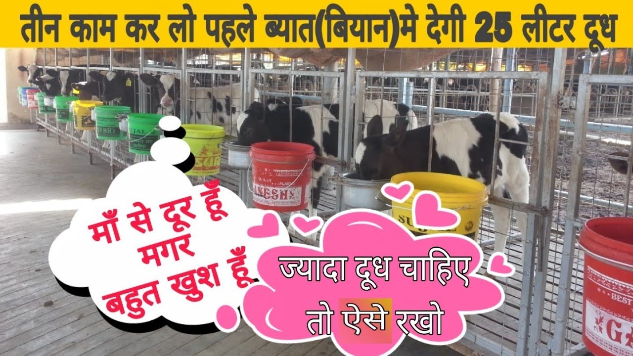 How to prepare a calf ? आसान तरीका है बछिया तैयार करना Easiest way to prepare calves Maa Dairy   UP