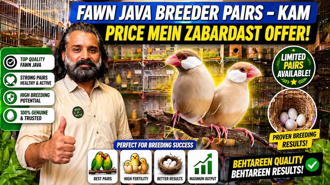 Fawn Java Pairs Ka Zabardast Collection | Low Price Offer
