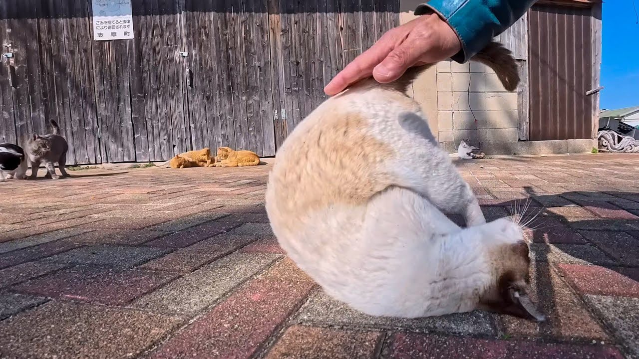 漁協前の広場でゴロン！受け身の練習をするタヌキみたいな猫が可愛すぎた