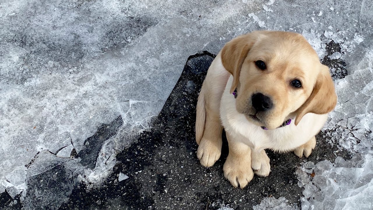Mabel's Most PUPular Videos (So Far)