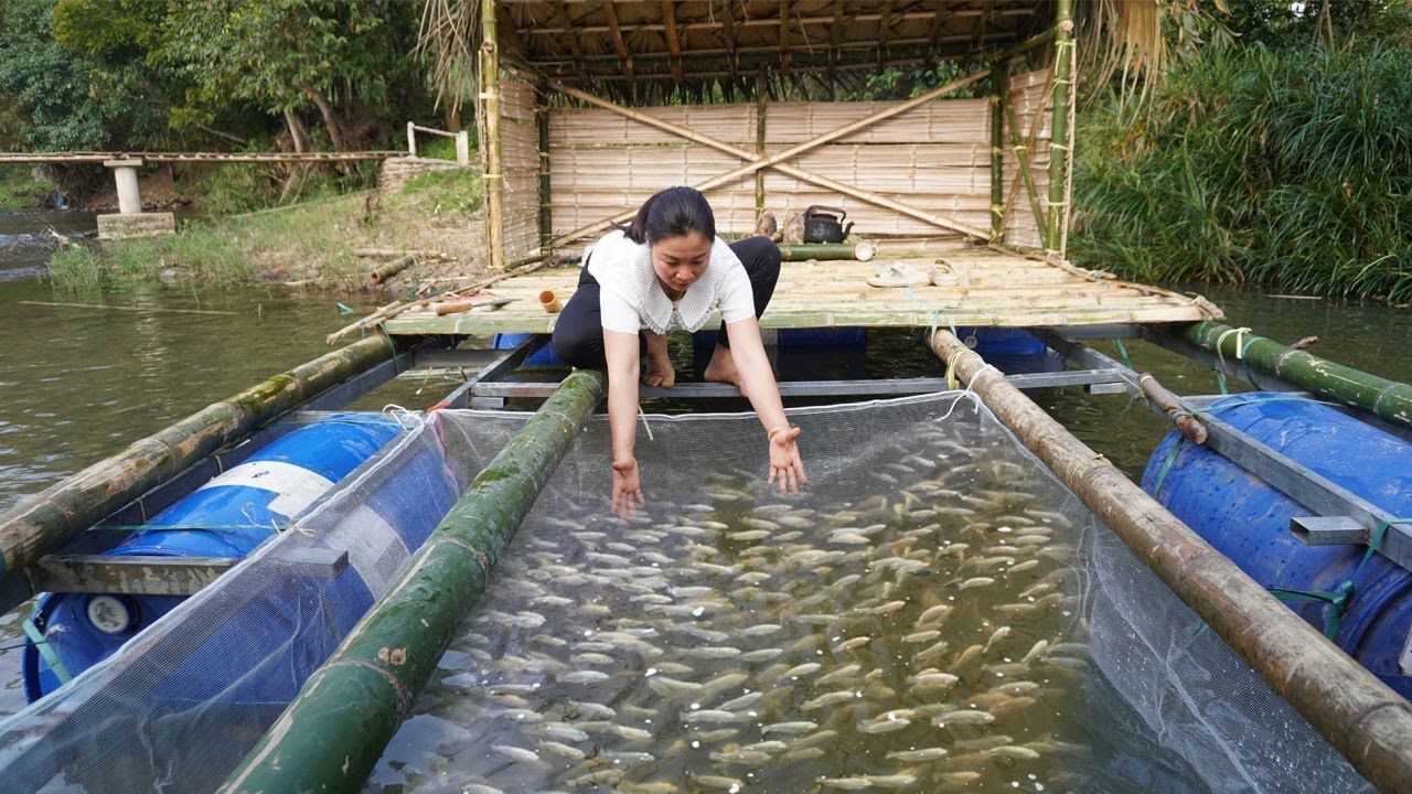 Build a kitchen on a floating raft - Fish farming in cages using nets