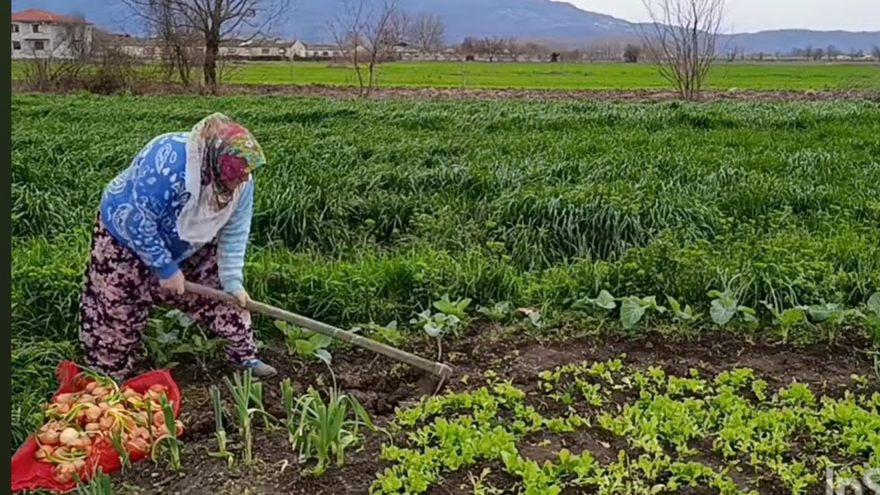 DOĞAL ORGANİK TEREYAĞI ORGANİK HİNDİ YAHNİSİ YEŞİL SOĞAN DİKİMİ#keşfet #köy #koyvlog 