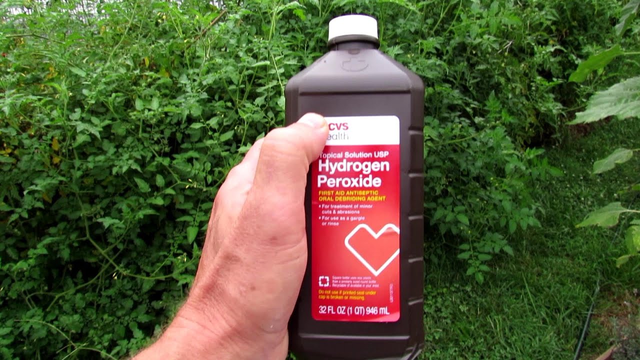 Complete Guide to Using Hydrogen Peroxide on Tomato Plants: Recipes, Maintenance, Outbreaks & More