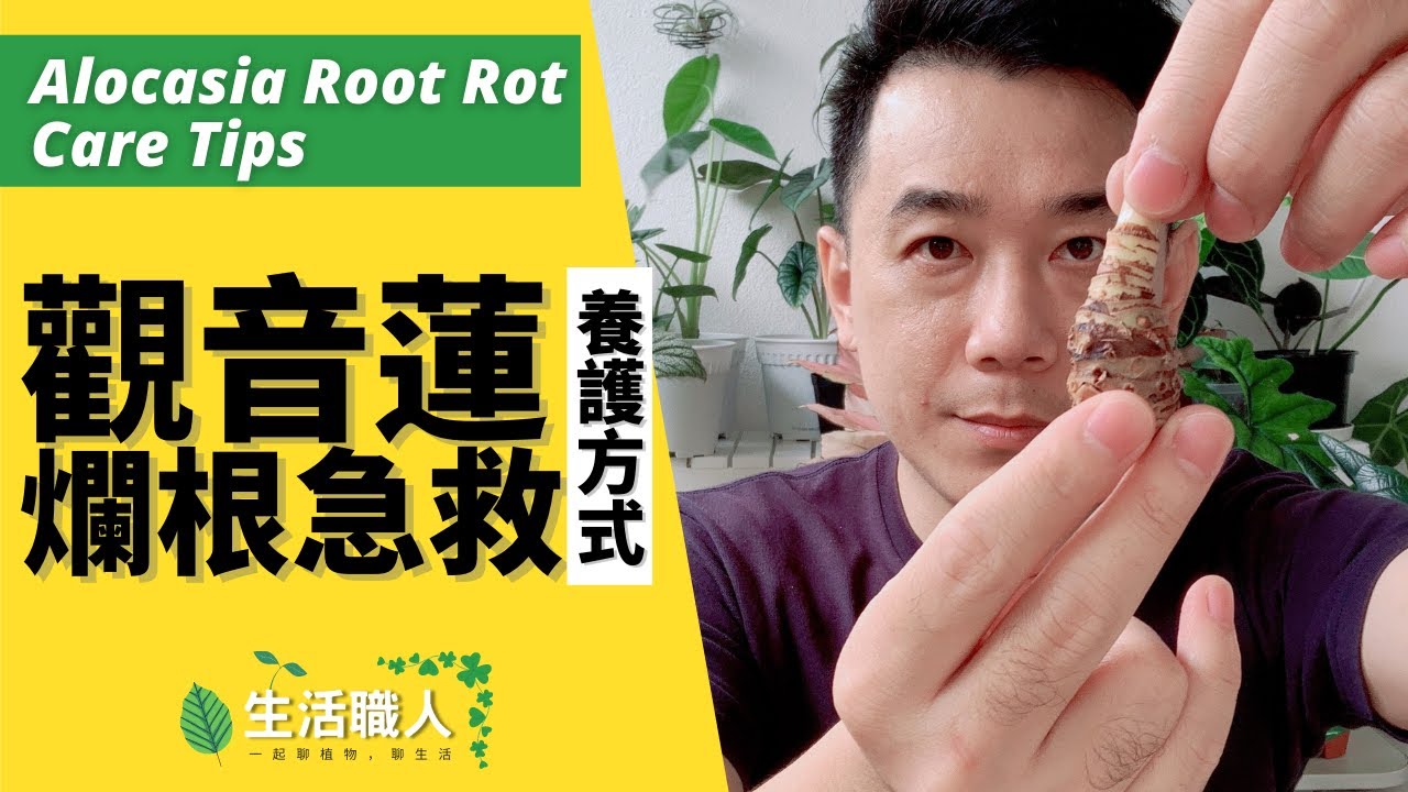 觀音蓮爛根急救方式 - Alocasia Root Rot Care Tips【生活職人】