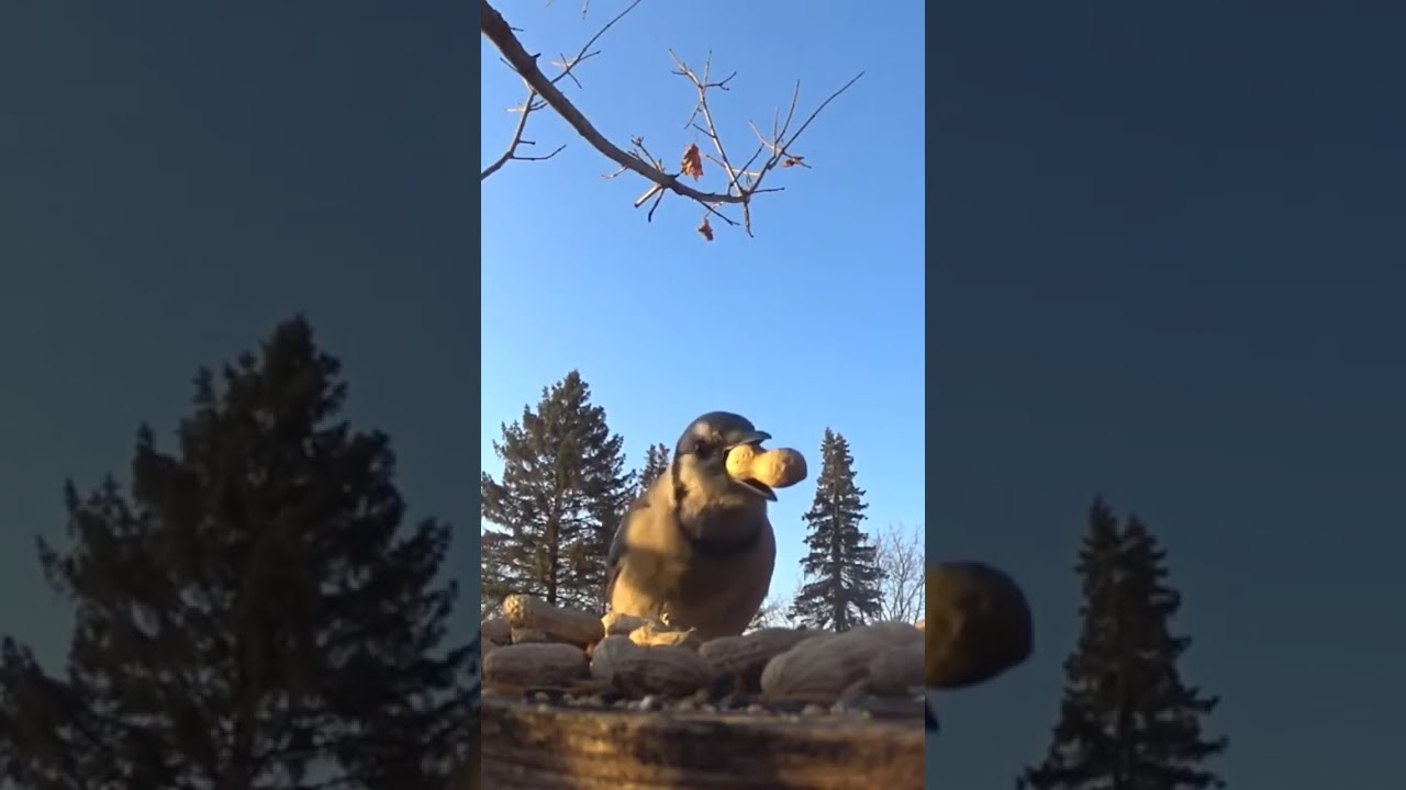 Greedy Blue Jay #birds #birdsounds #wildlife