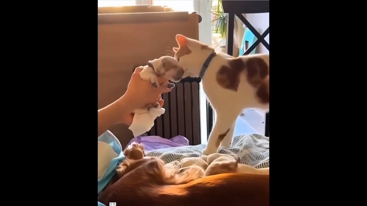 Impossible Not to Laugh at These Animals 🐾😂 | Viral Funny Animal Moments