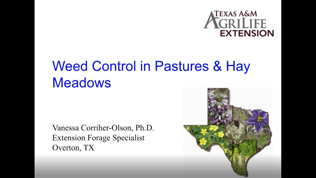 Weed Control in Pastures & Hay Meadows