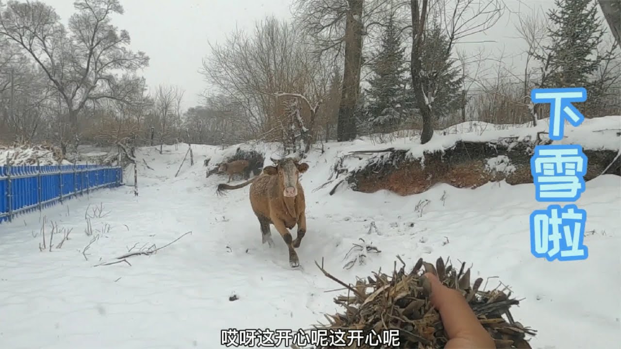 吉林延边又下雪了，农村人的活动范围缩小了，猫屋里吃酱焖豆腐吧 