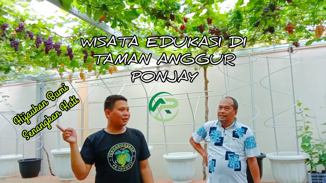 ABIS PENSIUN BINGUNG MAU NGAPAIN ?? TANAM ANGGUR AJA.. ASIK LOOH