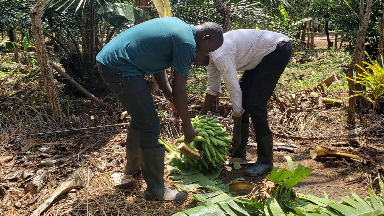 Climate-Smart Agriculture and Adoption of Climate-Smart Practices in Northern Uganda