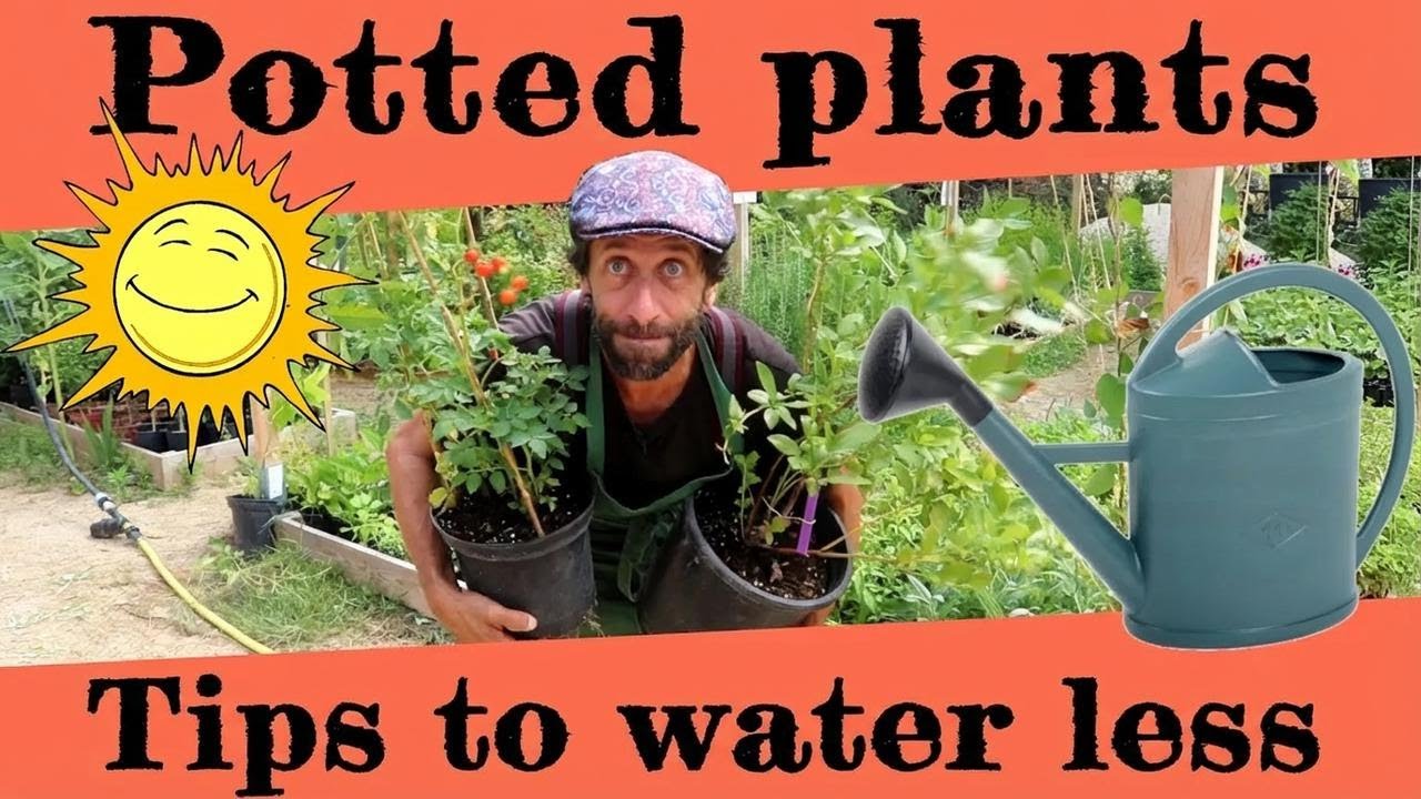 Potted Plants: Summer Watering Hacks You Need to Know