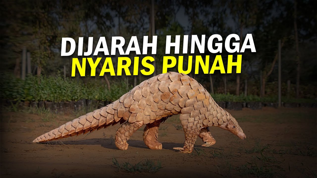 Trending Mengguling Trenggiling #AlamSemenit
