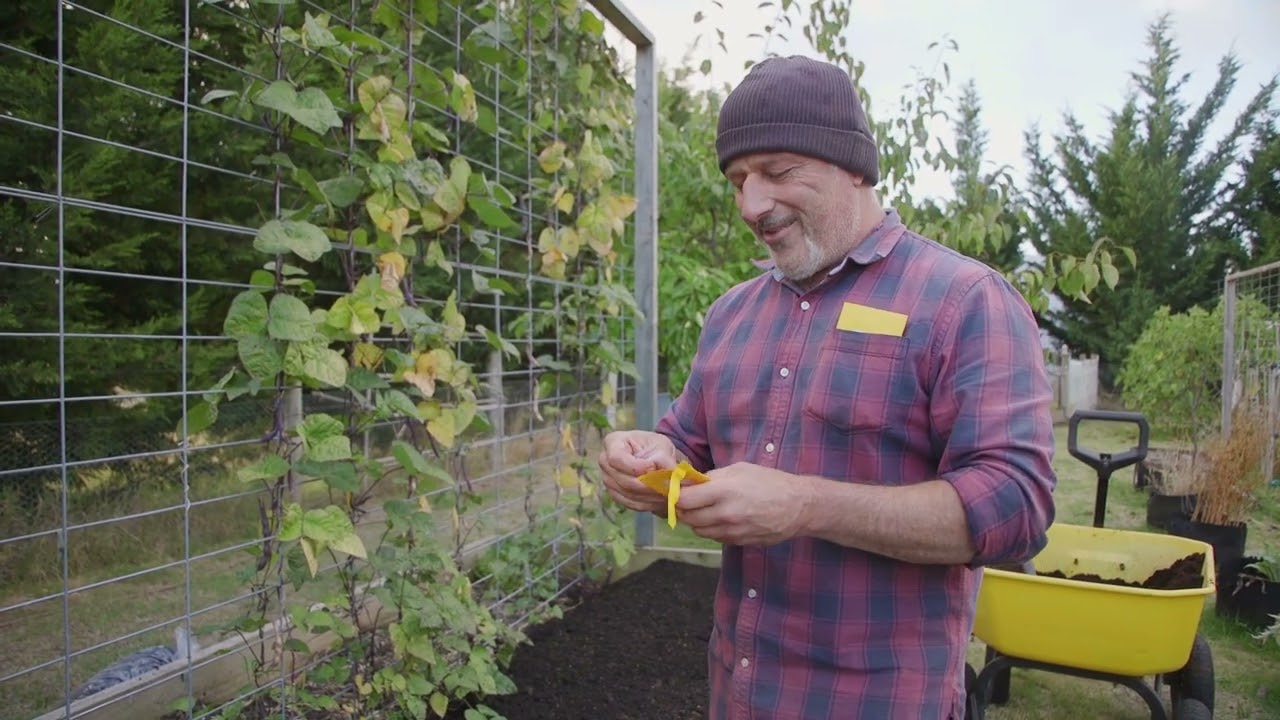 How To Plant Broad Beans
