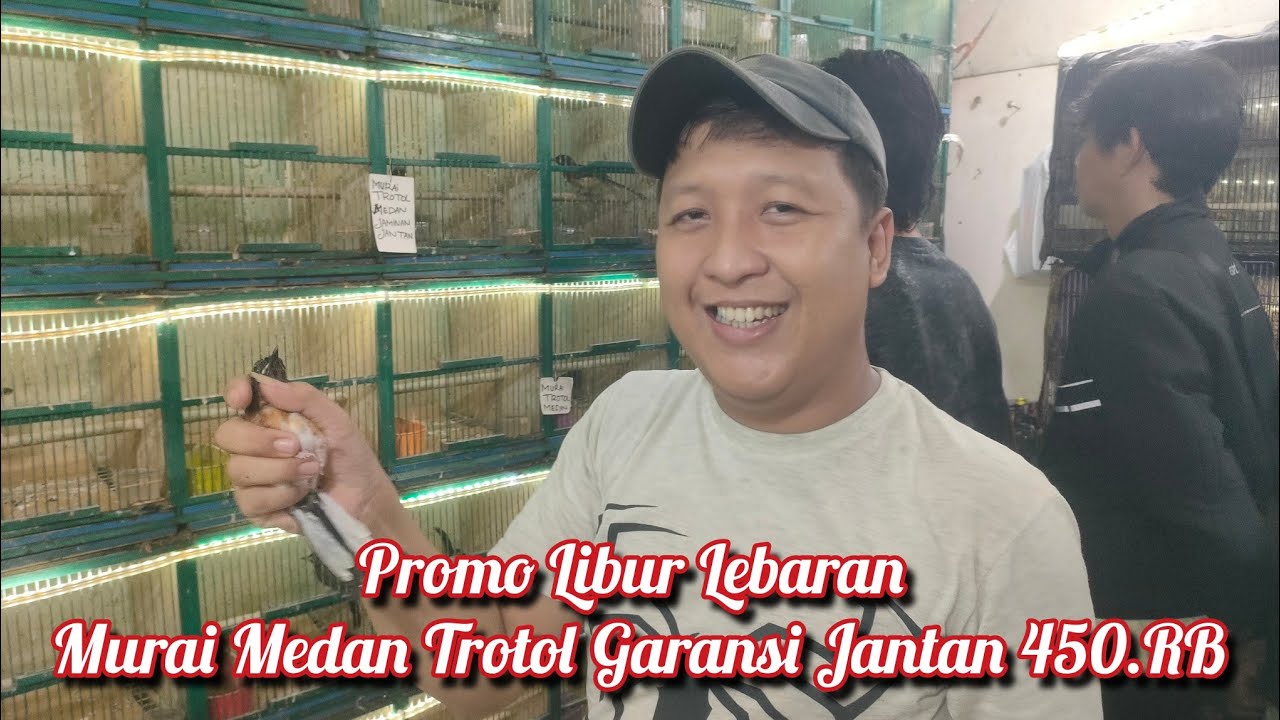 Promo Libur Lebaran Murai Medan Trotol Jantan Di Jual Murah 450.Rb Garansi Jantan 