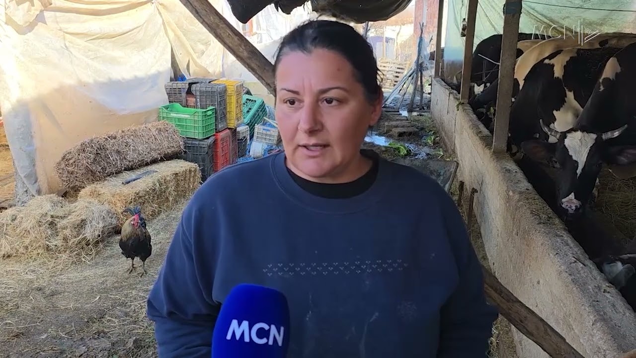 “Lufra” ndalon grumbullimin e qumështit / Pretendon se është me aflatoksinë, blegtorët e mohojnë