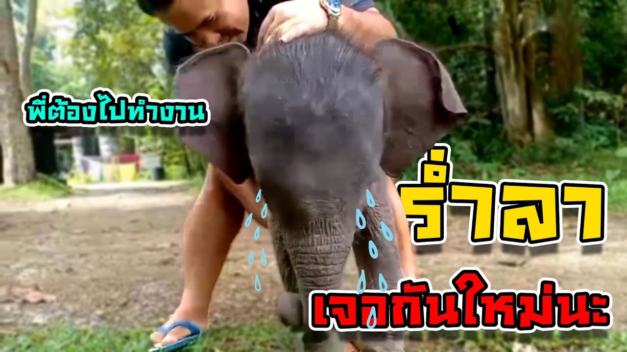 น้องตุลา : พี่ศรร่ำลา น้องตุลา แอบน้ำตาไหลเดี๋ยวพี่มาใหม่นะ