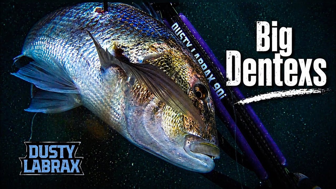 Big Dentexs 4,5kg +8,5 kg with #dustylabrax90i ‼️🔝