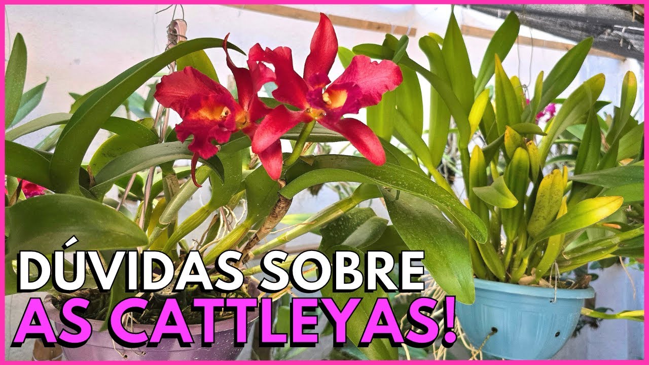MINHA CATTLEYA NUNCA FLORIU O QUE FAZER? QUAL MADEIRA USAR PARA PLANTAR CATTLEYA?