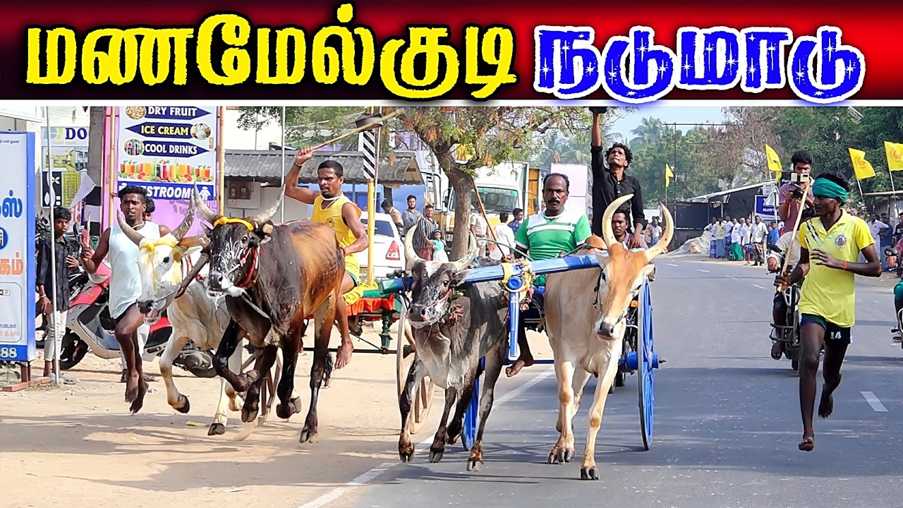 மணமேல்குடி நடுமாடு (21.02.2026) பந்தயம்  #perai_raj_digital #reklarace2026