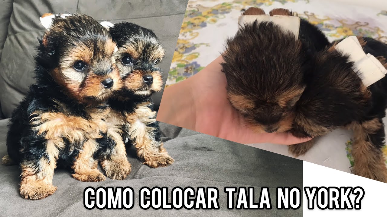 Yorkshire Terrier- COMO COLOCAR TALA NO YORK?