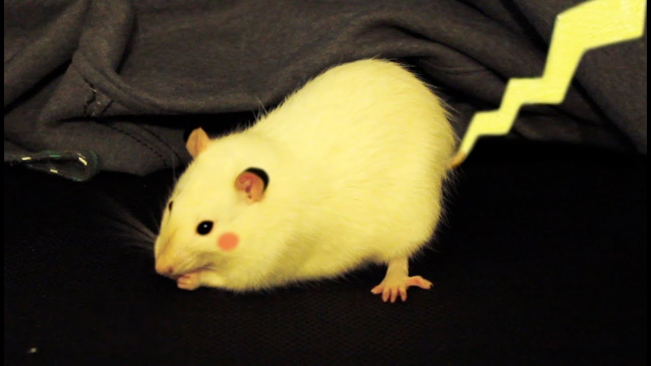Real Life Pikachu