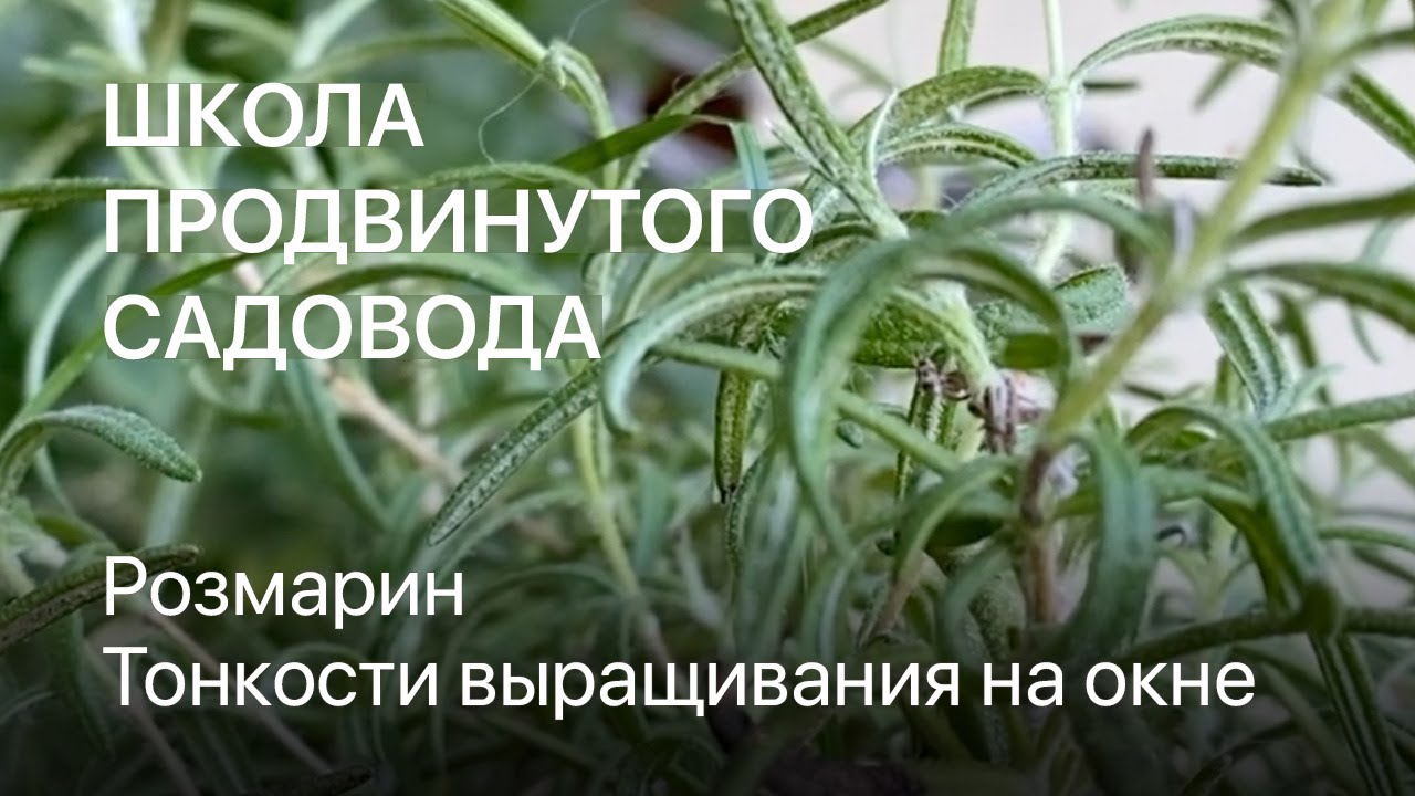 Розмарин. Тонкости выращивания в горшке на окне. Школа продвинутого садовода