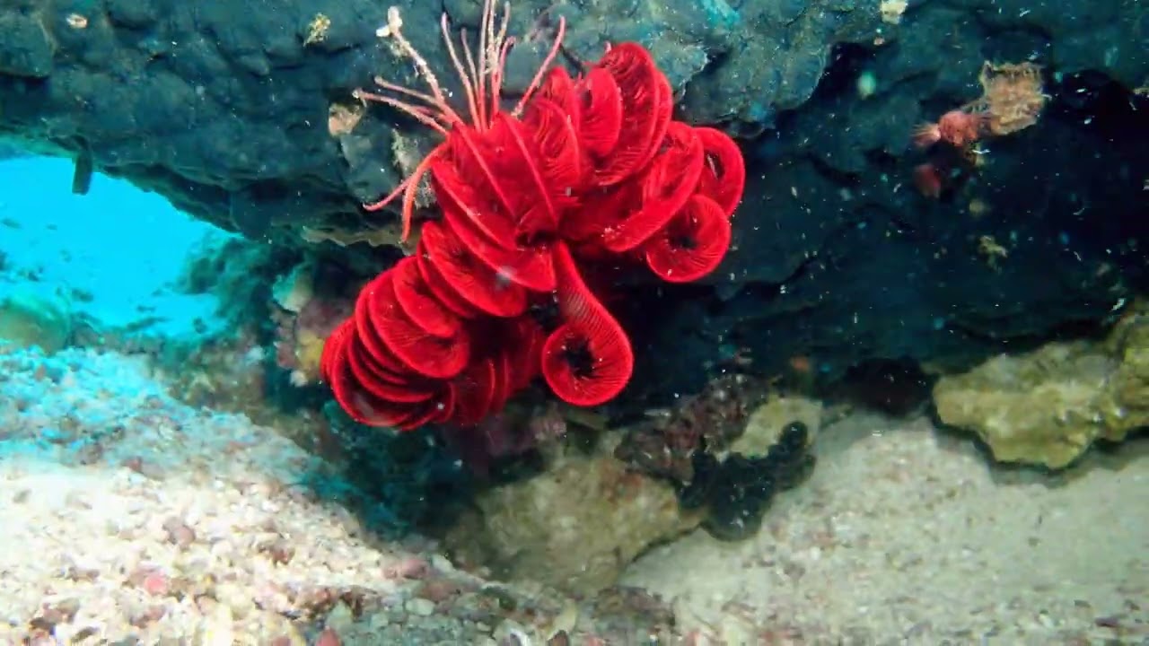 Plongée mars 2026, Philippines Malapascua 01