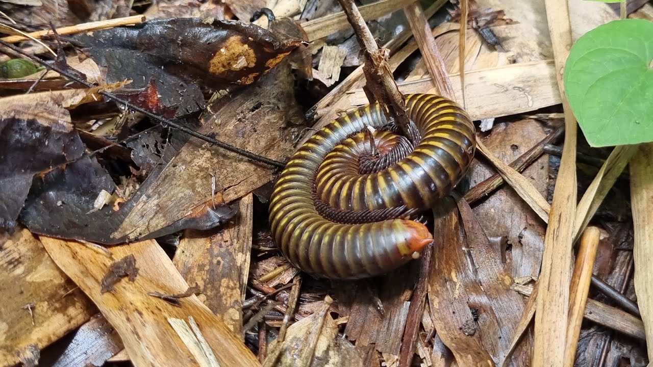 Coiled Millipede on Forest Floor