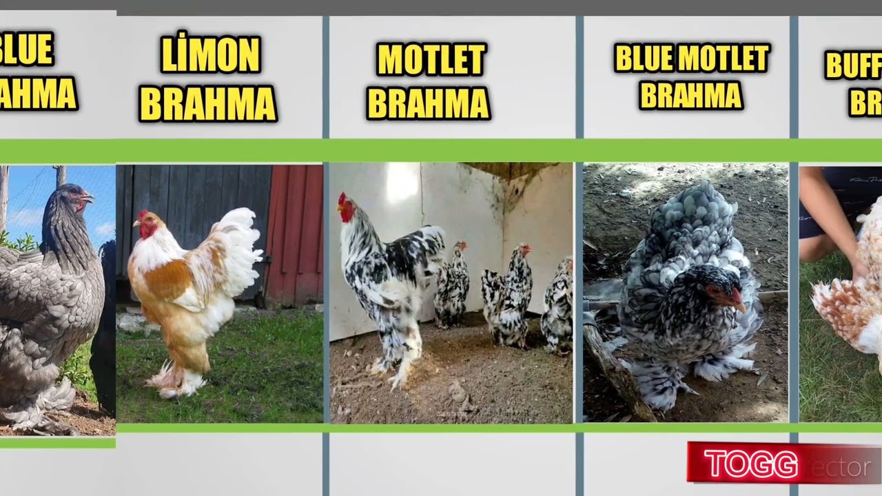 WORLD BRAHMA CHICKEN COLORS,