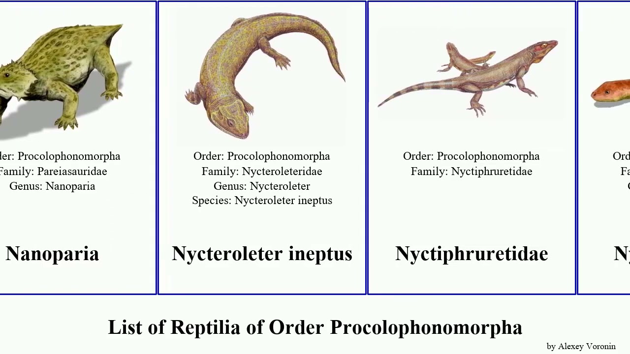 List of Reptilia of Order Procolophonomorpha levis armatus Bradysaurus Nycteroleter Nanoparia Yuga
