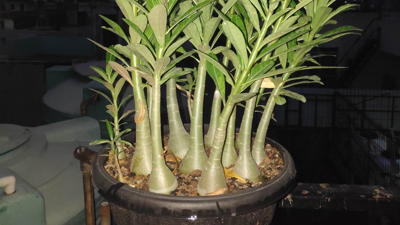 अडेनियम की फ़र्टिलाइज़र व धूप की आवश्यकता  Adenium Fertilization