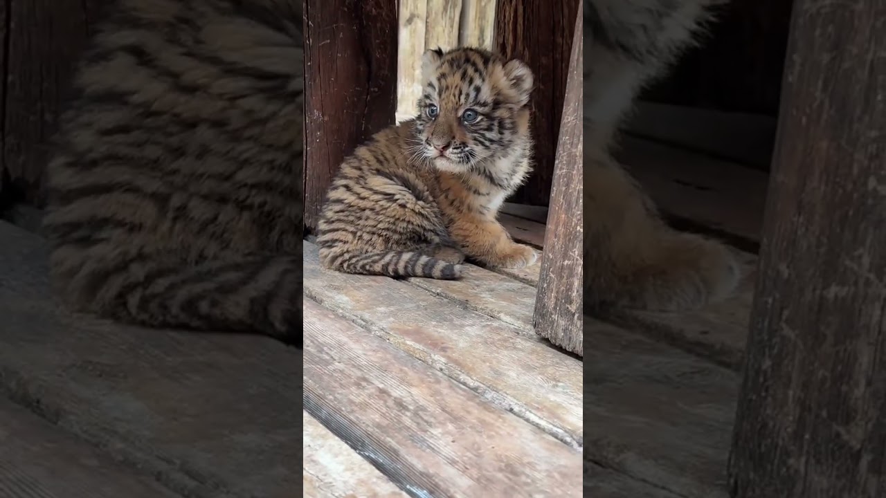 🐯 WOW!!!, this little tiger cub is absolutely adorable!😊😊😊 #adorable #zoo #tiger  #tigercub