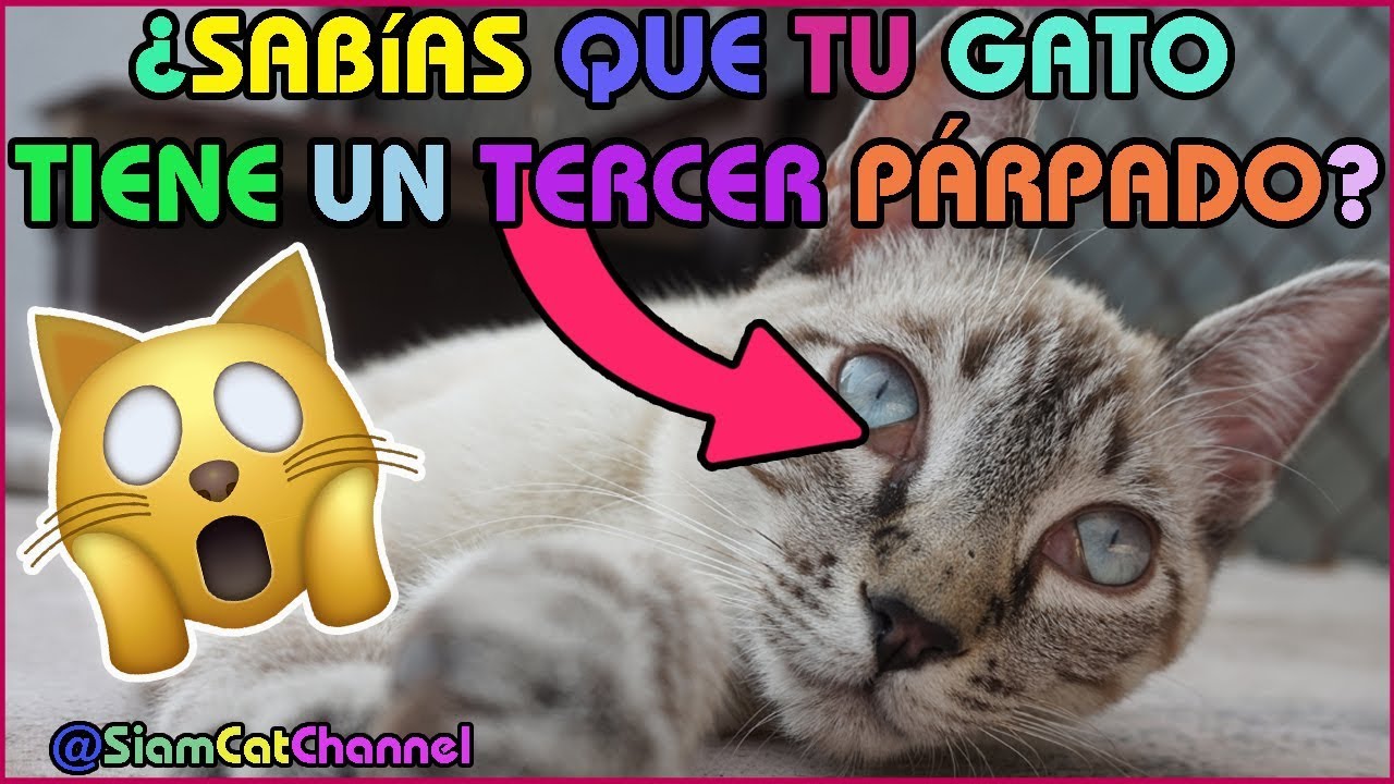 ¿Sabías Que Tu Gato Tiene Un Tercer Párpado? Conoce Todo Sobre La Membrana Nictitante En Gatos
