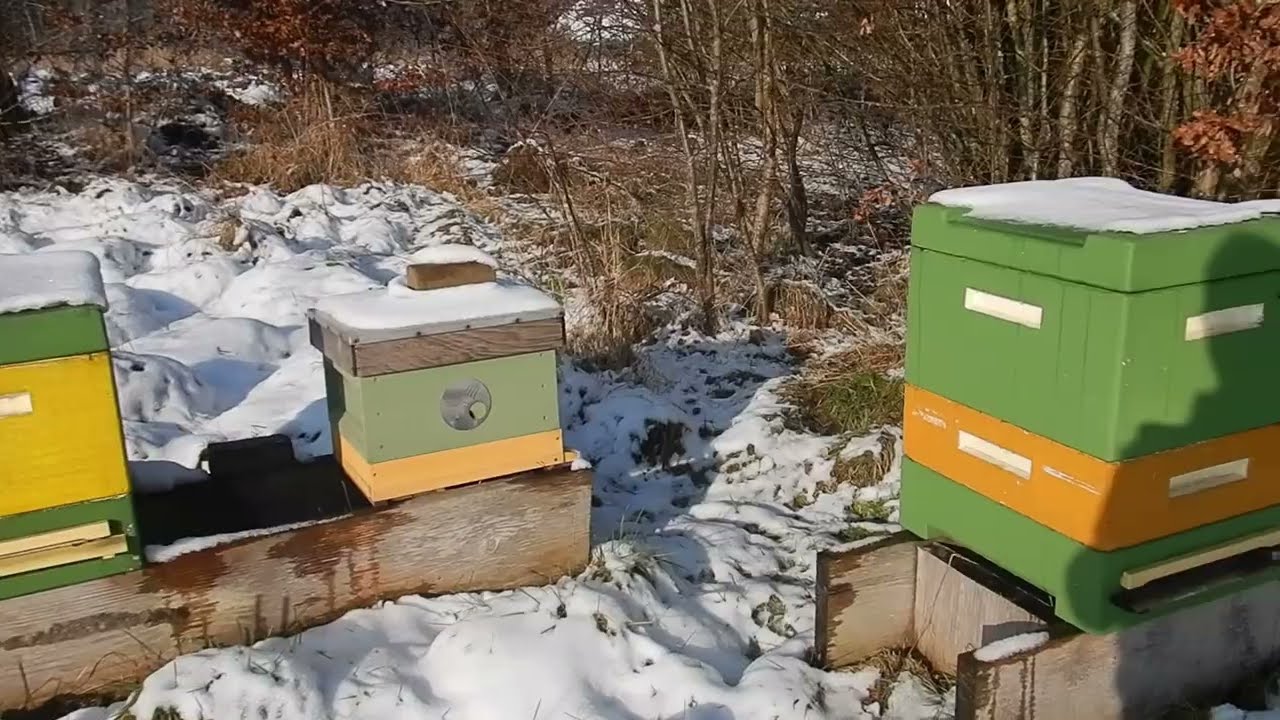 Onderzoek dood bijenvolk (wintersterfte)