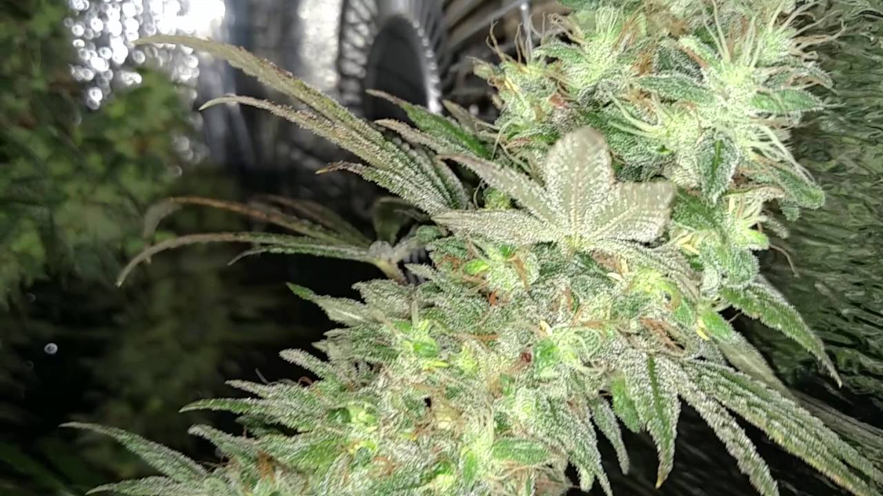 Macgrower1986 east coast sour diesel harvest (Part1)