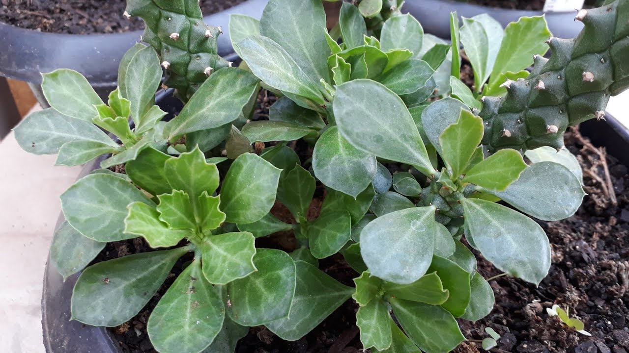 Euphorbias #monadeniuns rithiei #monadeniun guentheri