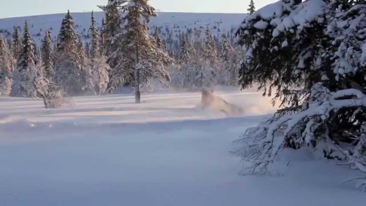 Snöskoter i Sälen | HD