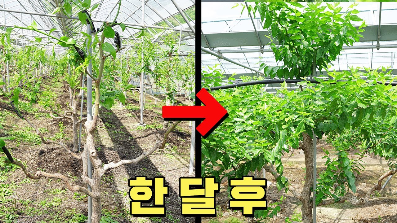 대추대과를 만드는 노하우ㅣ3차 가지 수확 ㅣ통풍의 중요성ㅣ대추나무 정지전정
