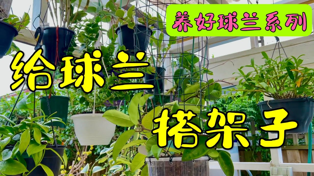 给球兰搭架子   213