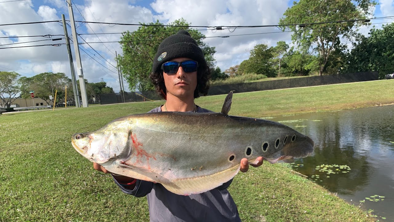 CLOWN KNIFE FISHING USING LURES