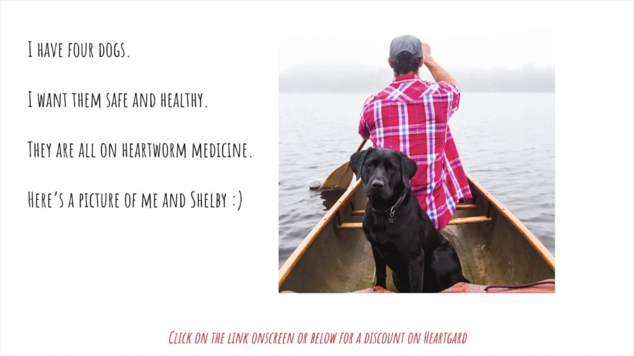 Heartworm Medicine Without a Vet