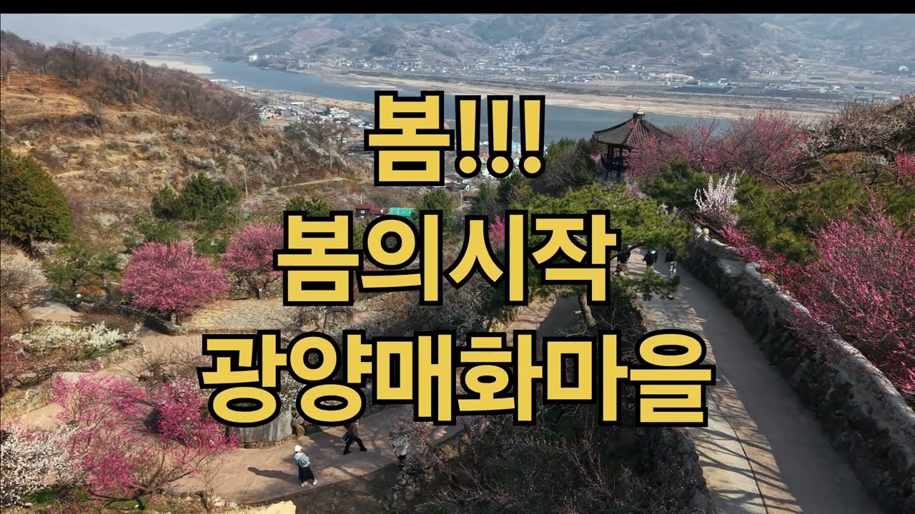 산과 섬진강을 따라 흐르는눈부신 매화꽃 물결.