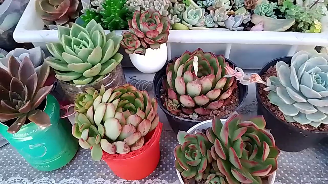 Suculentas crescendo rápido ❣️❣️☀️#suculentas #plantas #caminhoparaumavidamelhor #jardim 