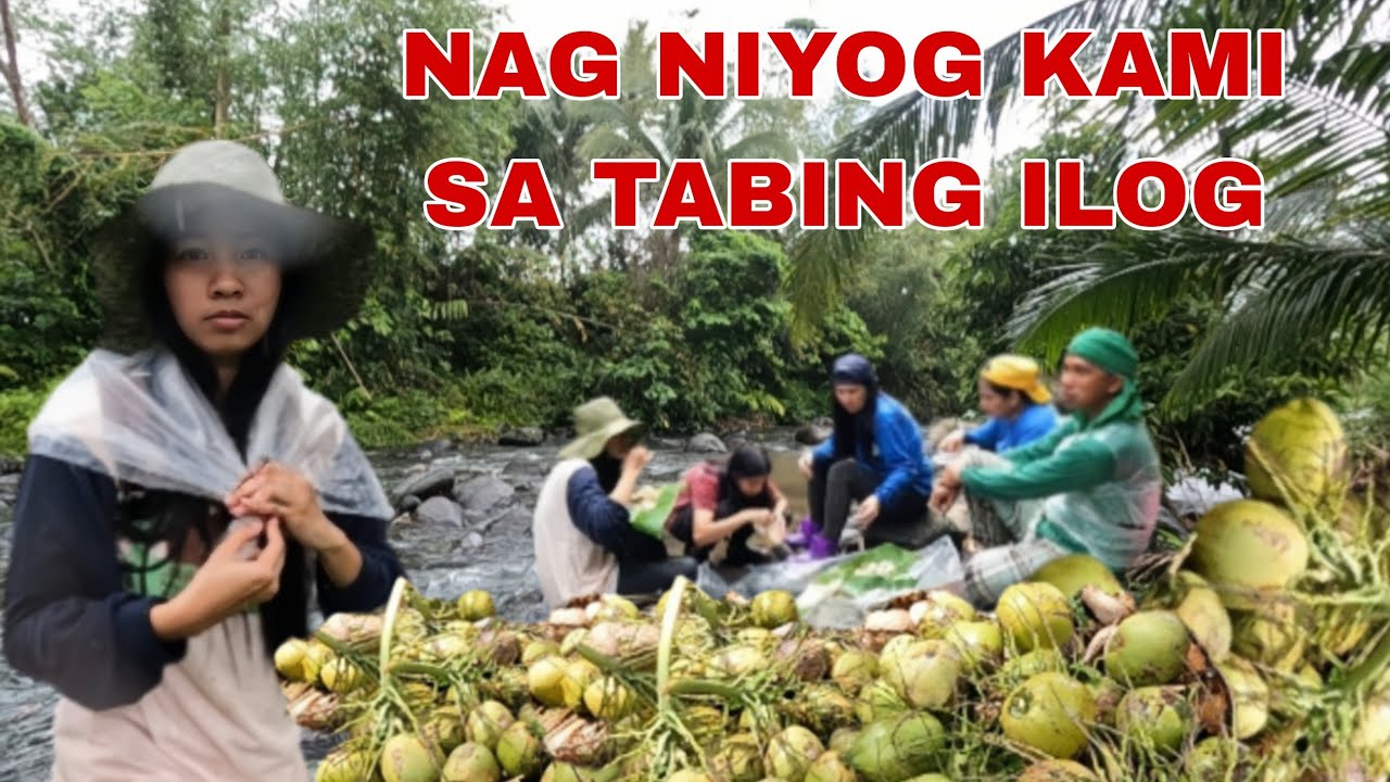 Part 2| Nag niyog kami sa area 4 | Ang dami naming nakuhang niyog sa bukid