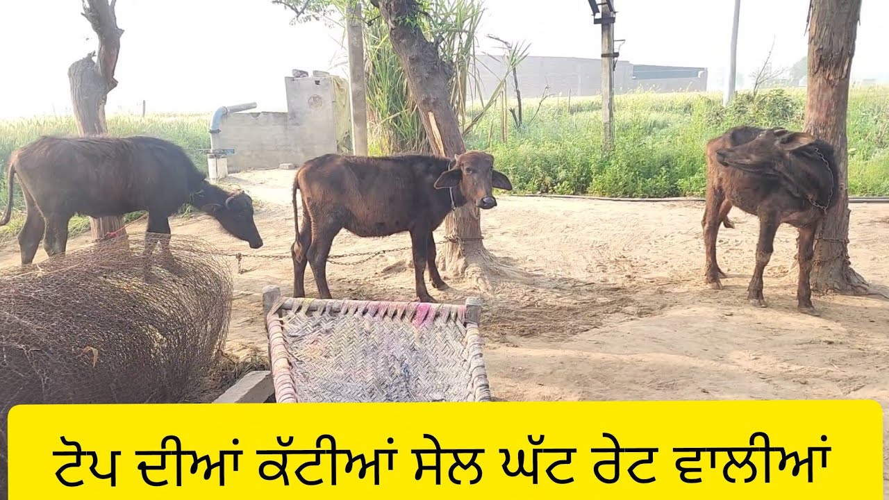 8146590237 ਟੋਪ ਦੀਆਂ ਕੱਟੀਆਂ ਜਿਲਾ ਬਰਨਾਲਾ #baffalo #🙏❤️👍👌🙏🙏🙏🙏