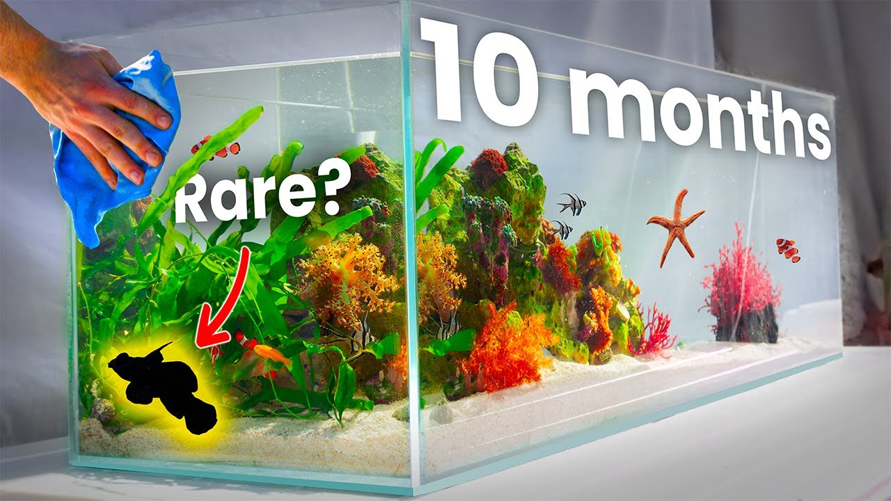 I Built a Shallow Reef Ecosystem (filterless)